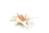 white spider shell